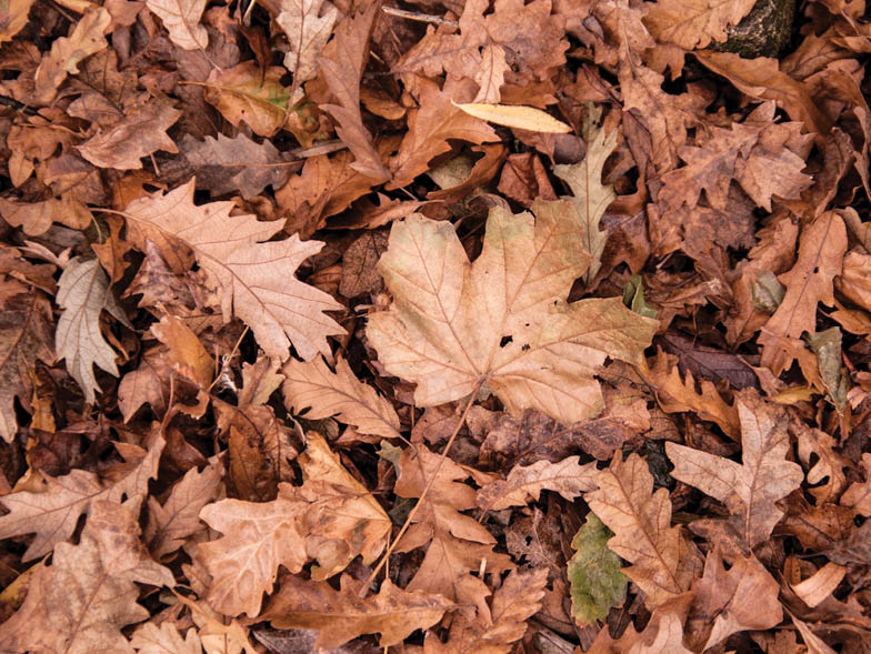 fall leaves